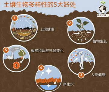 土壤检测仪器工作原理：揭开土壤质量的神秘面纱